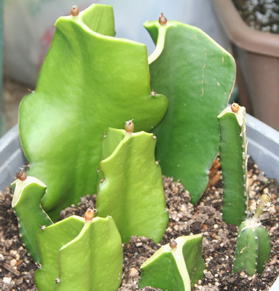 按此在新視窗瀏覽圖片