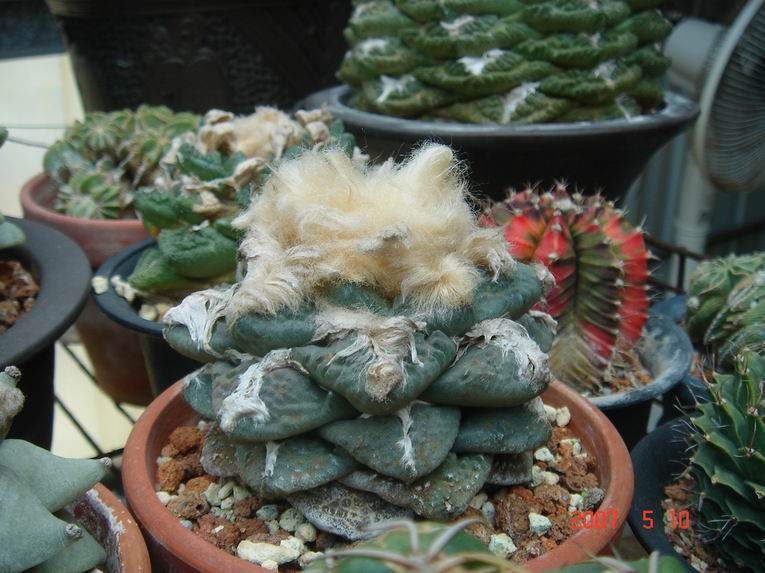 按此在新視窗瀏覽圖片