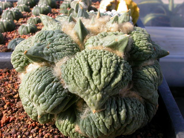 按此在新視窗瀏覽圖片