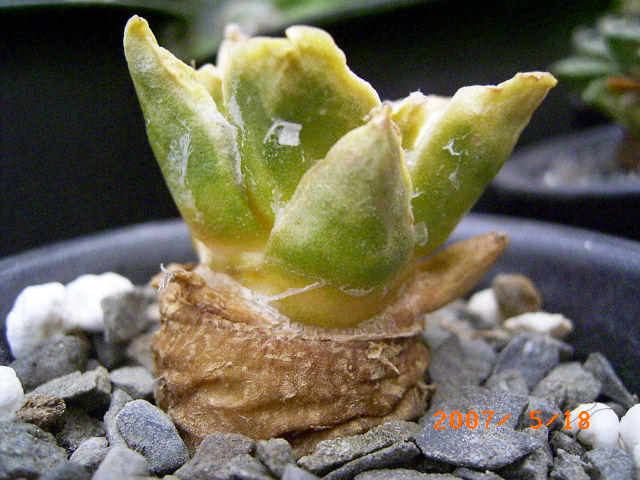 按此在新視窗瀏覽圖片