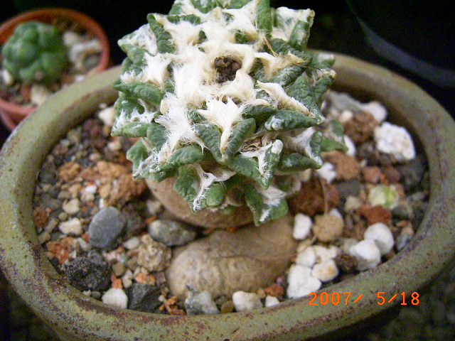 按此在新視窗瀏覽圖片