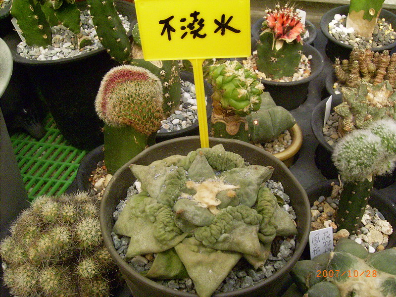 按此在新視窗瀏覽圖片