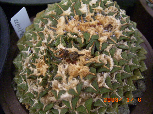 按此在新視窗瀏覽圖片