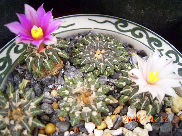 按此在新視窗瀏覽圖片