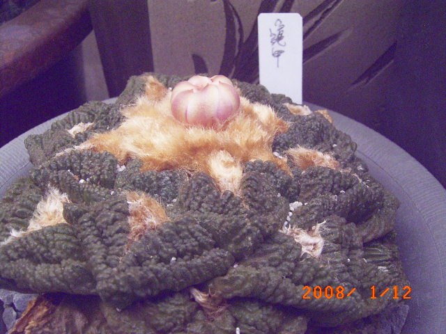 按此在新視窗瀏覽圖片