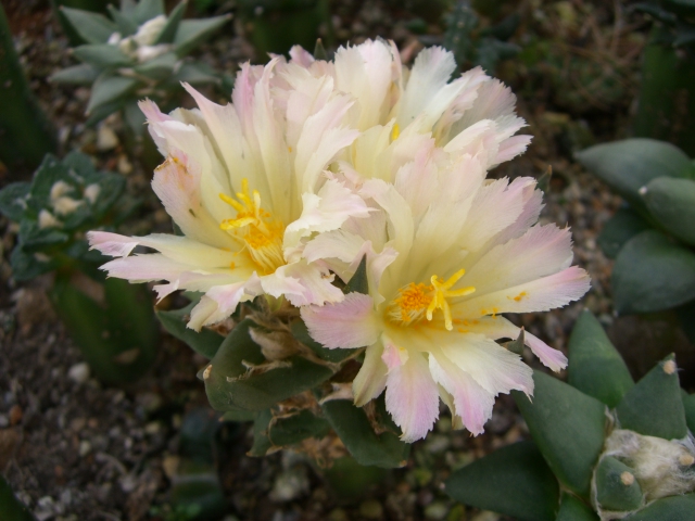 按此在新視窗瀏覽圖片