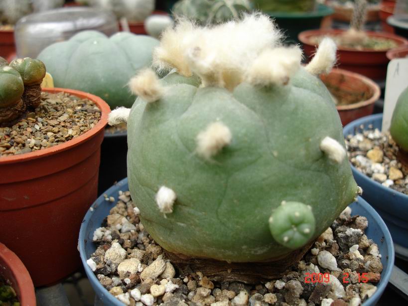 按此在新視窗瀏覽圖片