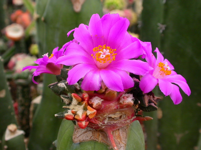 按此在新視窗瀏覽圖片