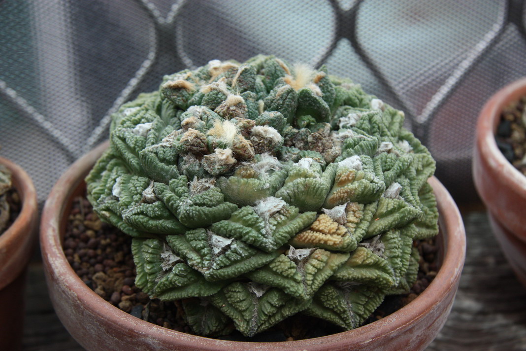 按此在新視窗瀏覽圖片