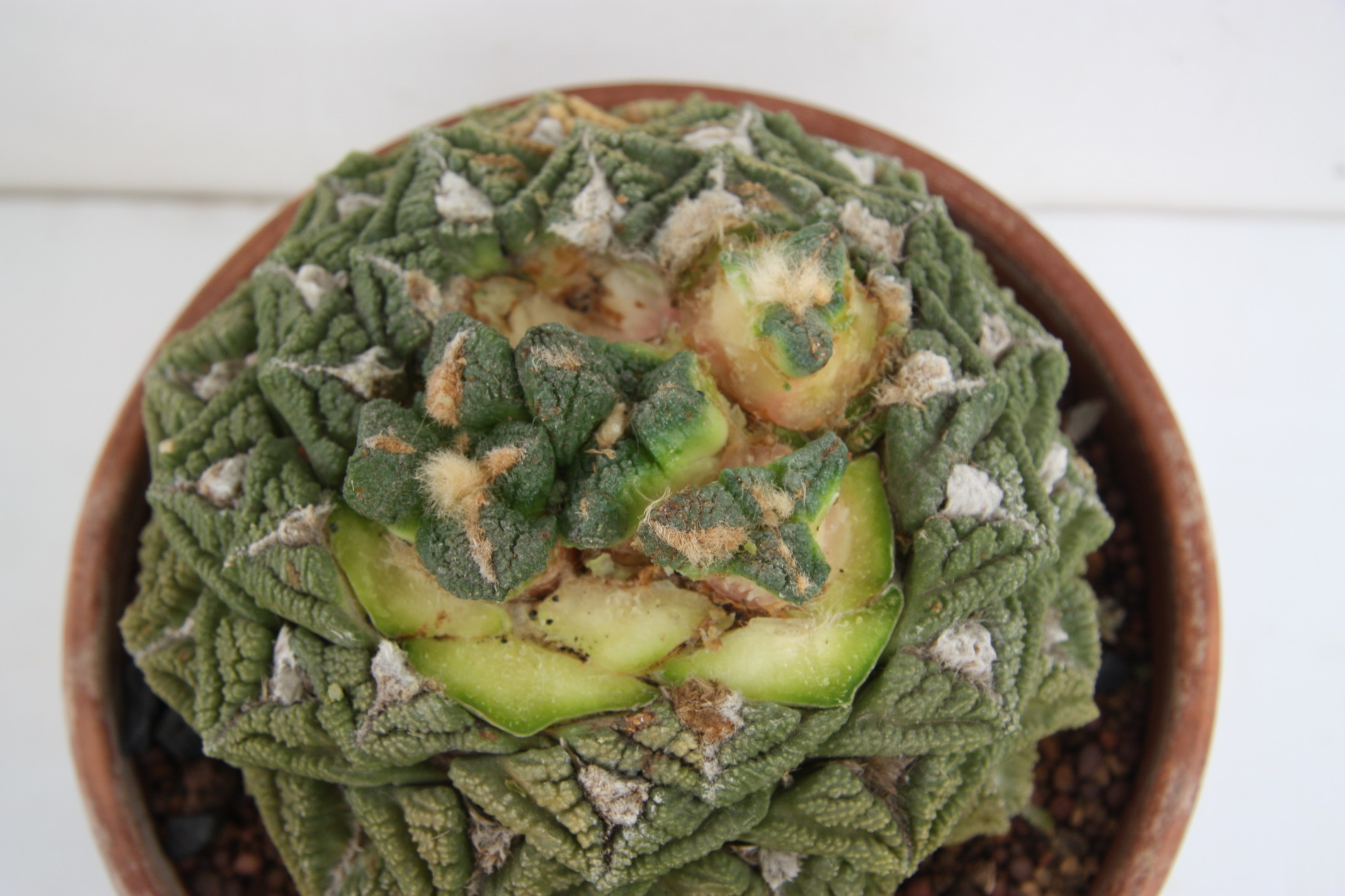 按此在新視窗瀏覽圖片