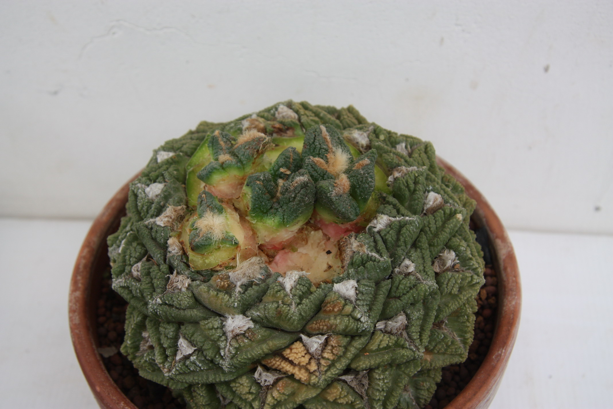 按此在新視窗瀏覽圖片