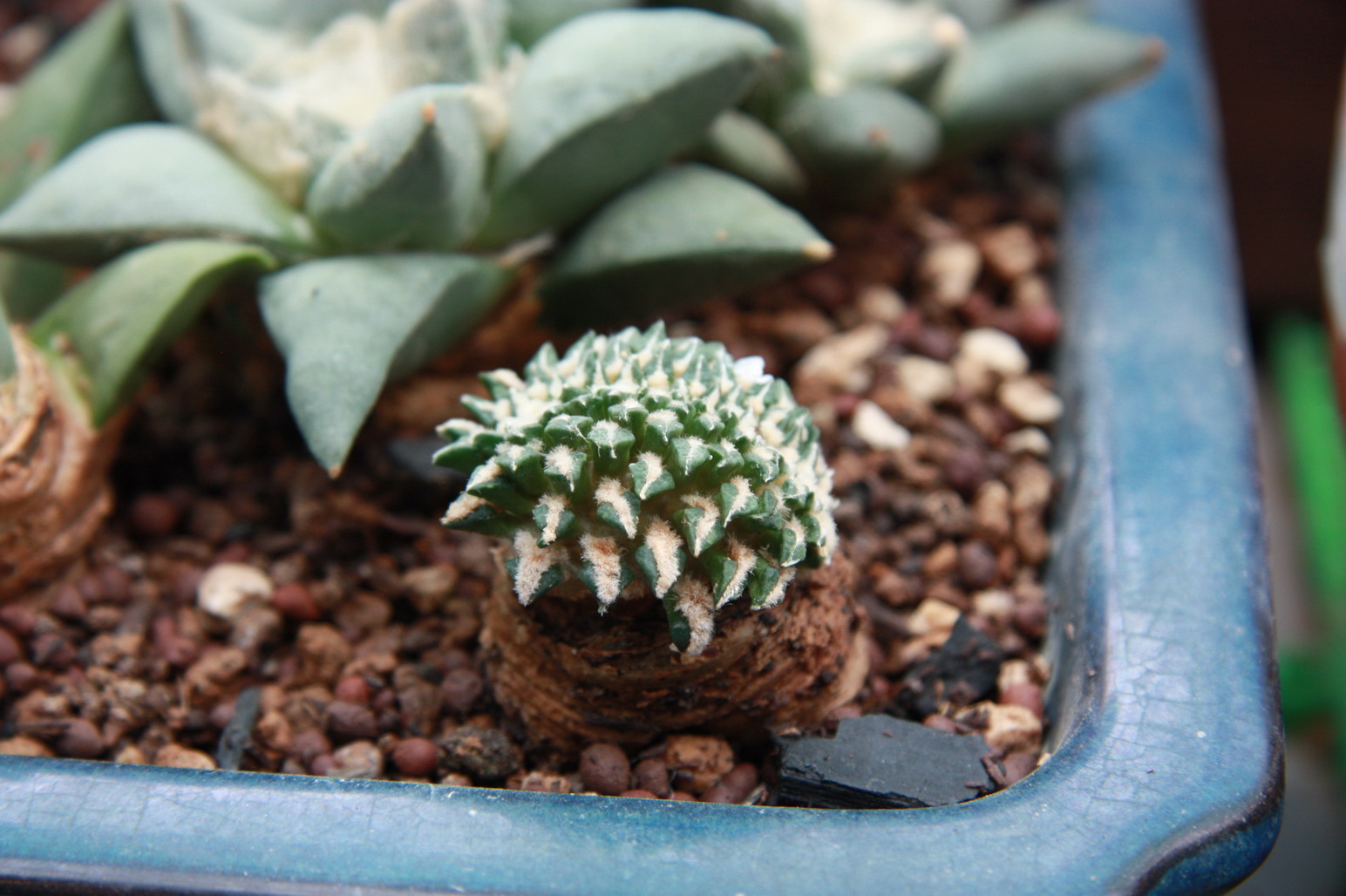 按此在新視窗瀏覽圖片