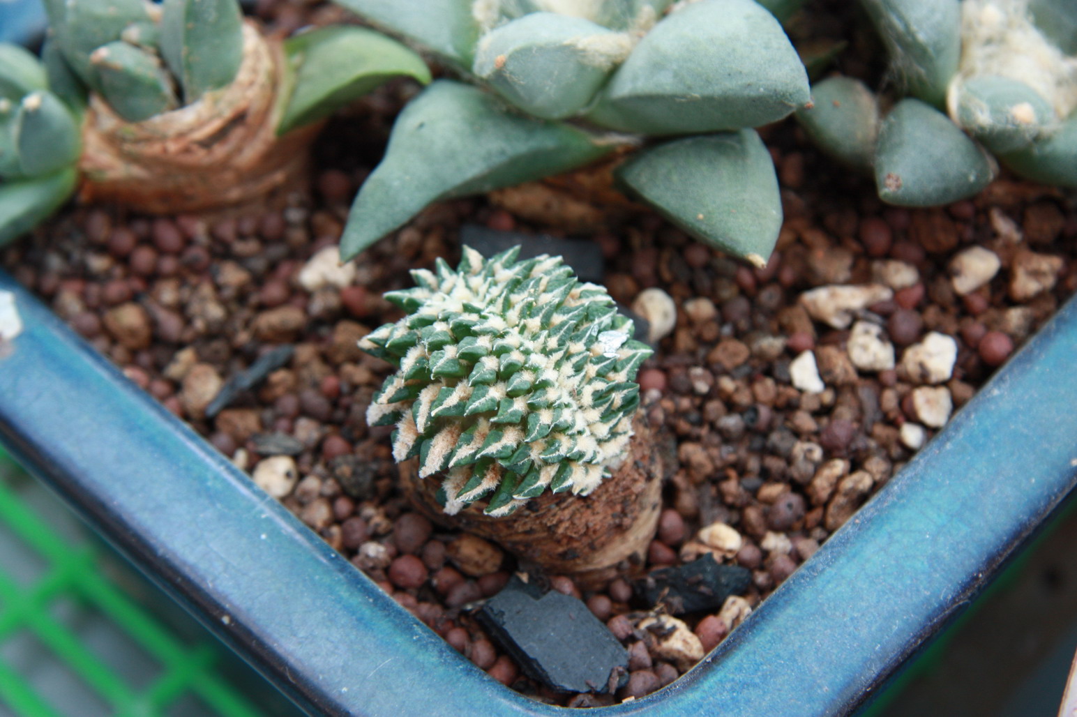 按此在新視窗瀏覽圖片