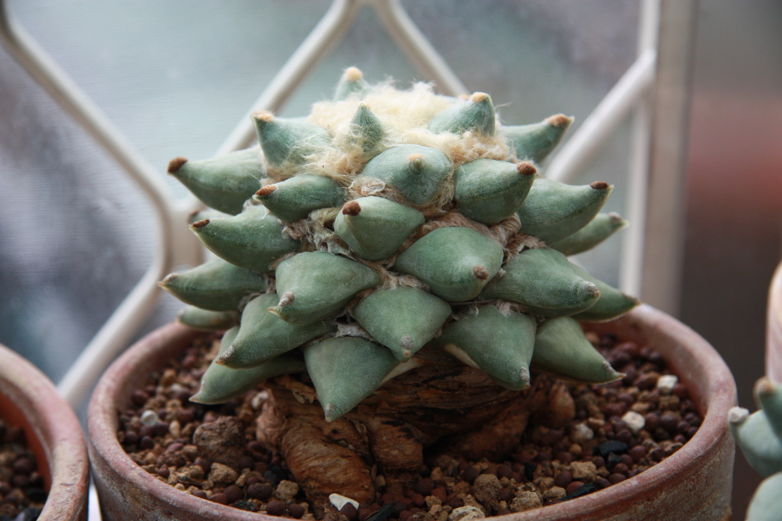 按此在新視窗瀏覽圖片