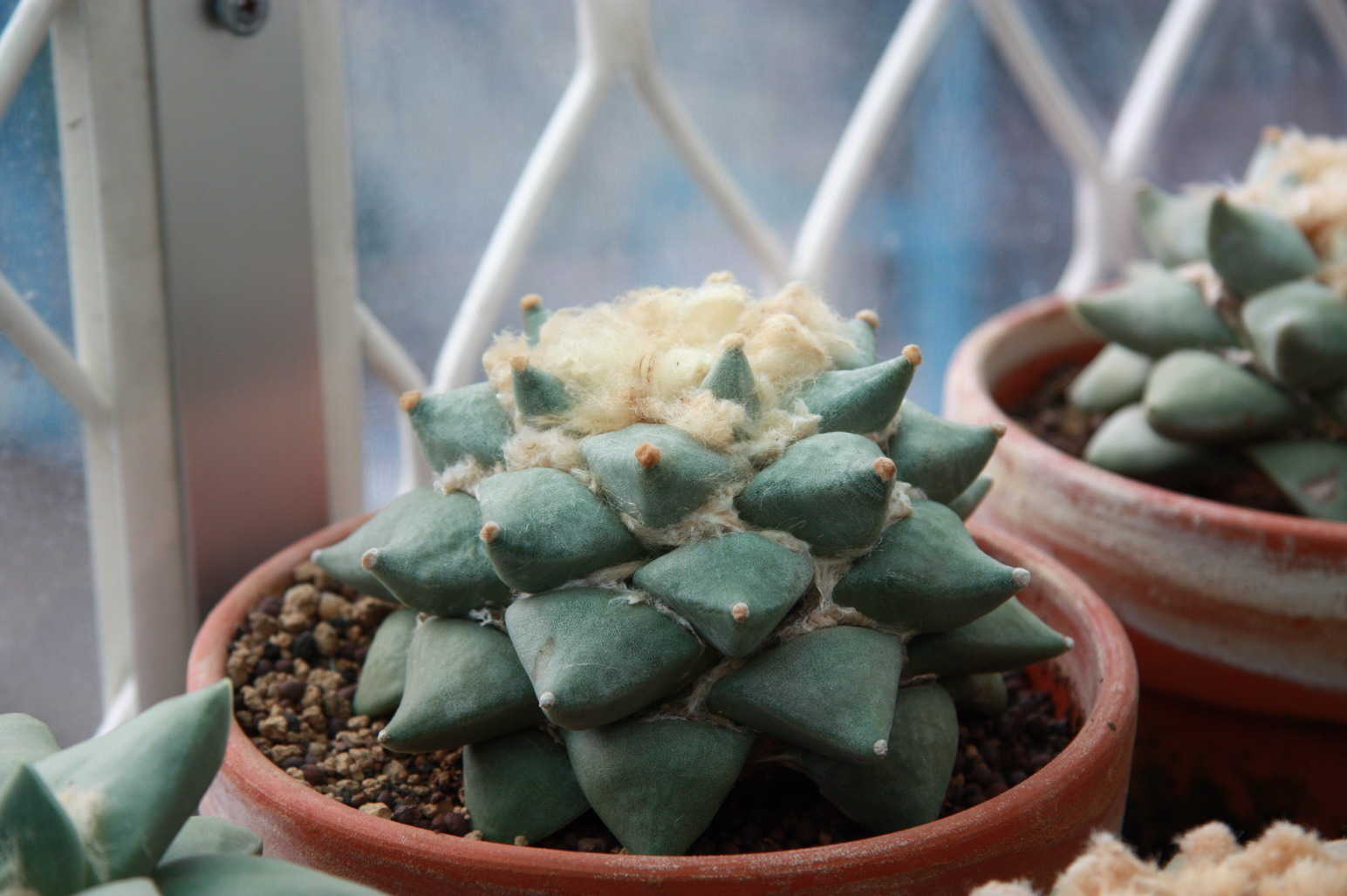 按此在新視窗瀏覽圖片