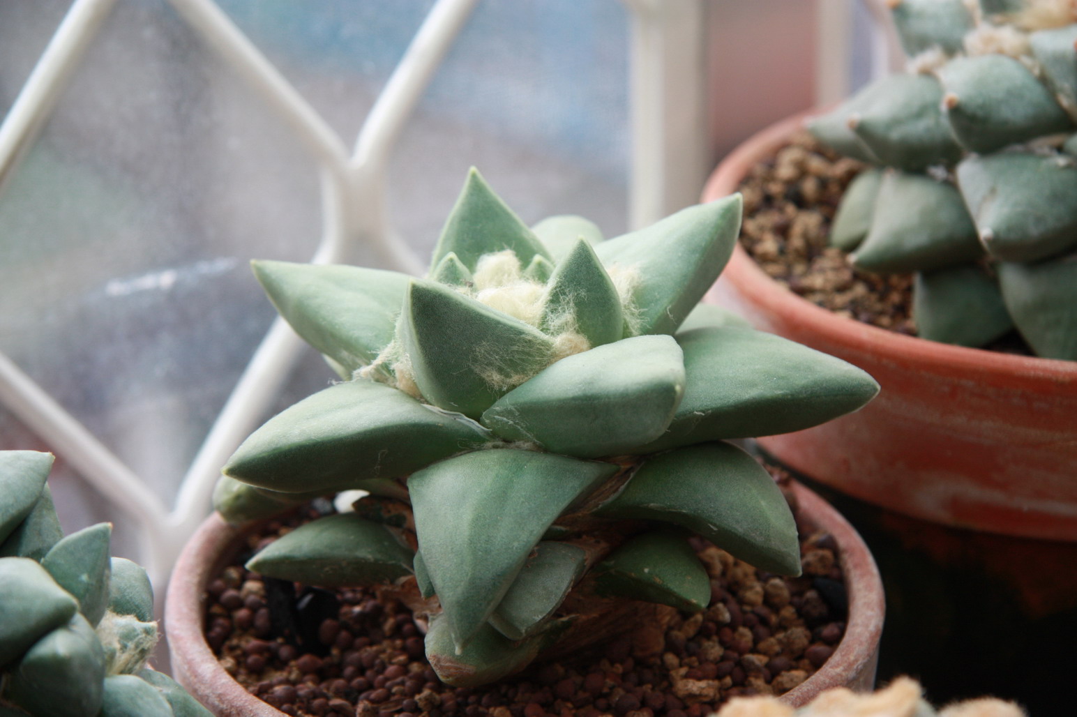 按此在新視窗瀏覽圖片