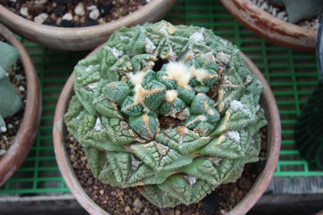 按此在新視窗瀏覽圖片