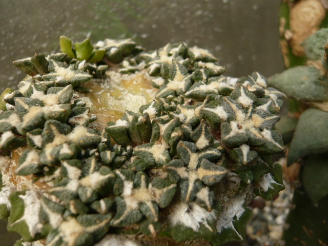 按此在新視窗瀏覽圖片