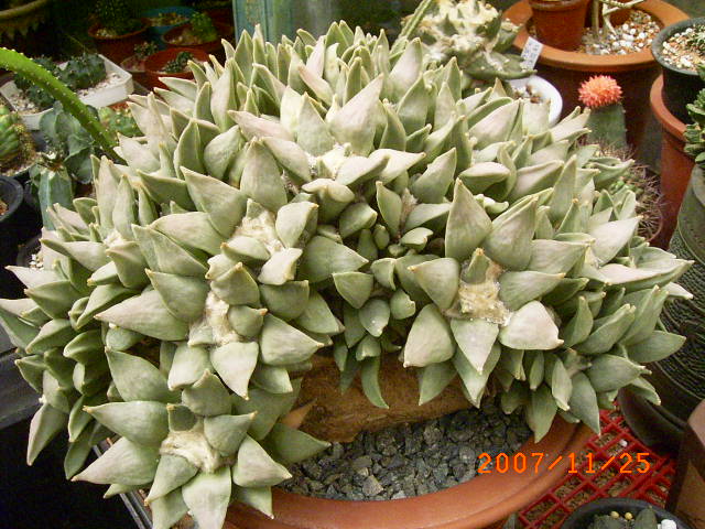 按此在新視窗瀏覽圖片