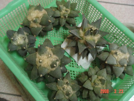 按此在新視窗瀏覽圖片