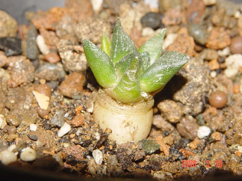 按此在新視窗瀏覽圖片