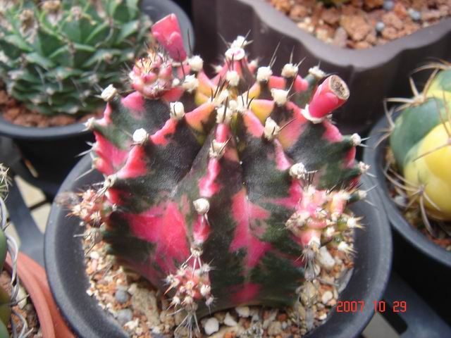 蜀中無大將 小型種赤黑緋牡丹