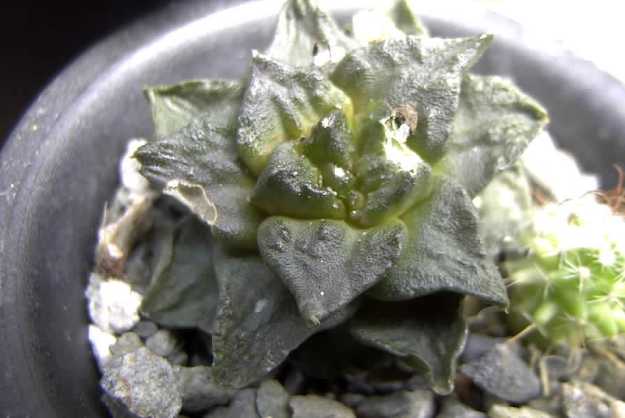 按此在新視窗瀏覽圖片