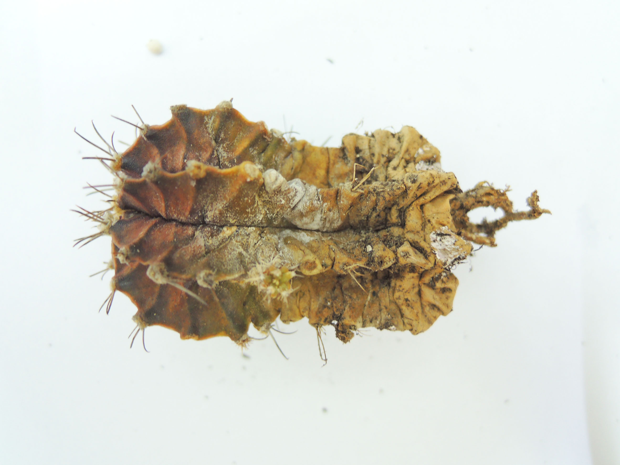 «ö¦¹¦b·sµøµ¡ÂsÄý¹Ï¤ù