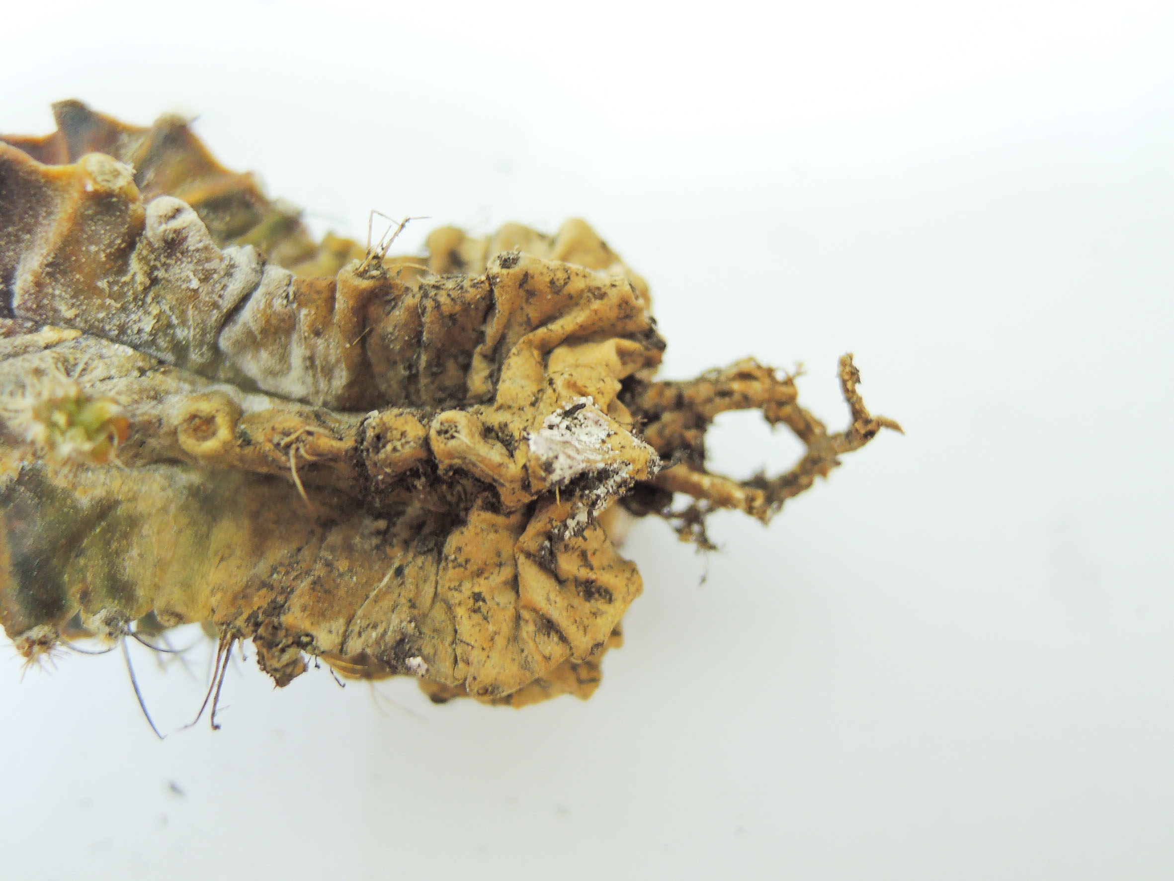 «ö¦¹¦b·sµøµ¡ÂsÄý¹Ï¤ù