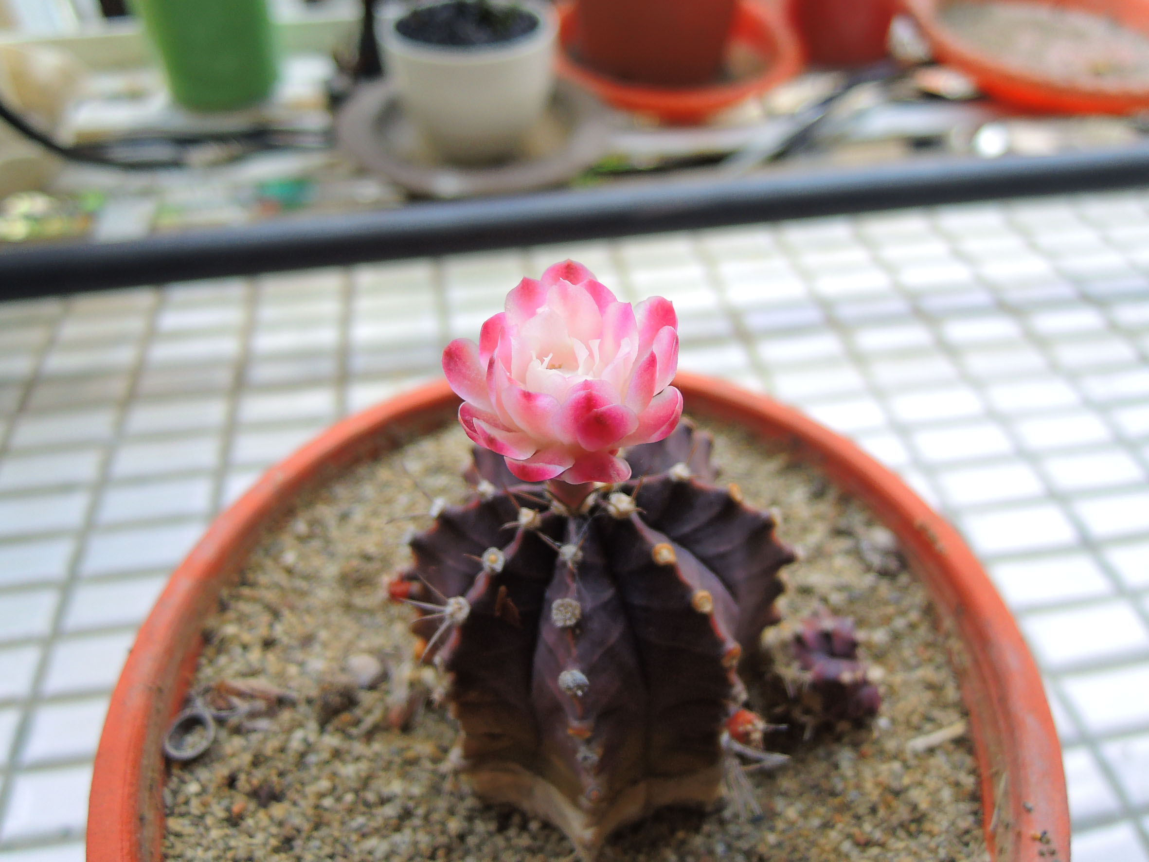 «ö¦¹¦b·sµøµ¡ÂsÄý¹Ï¤ù