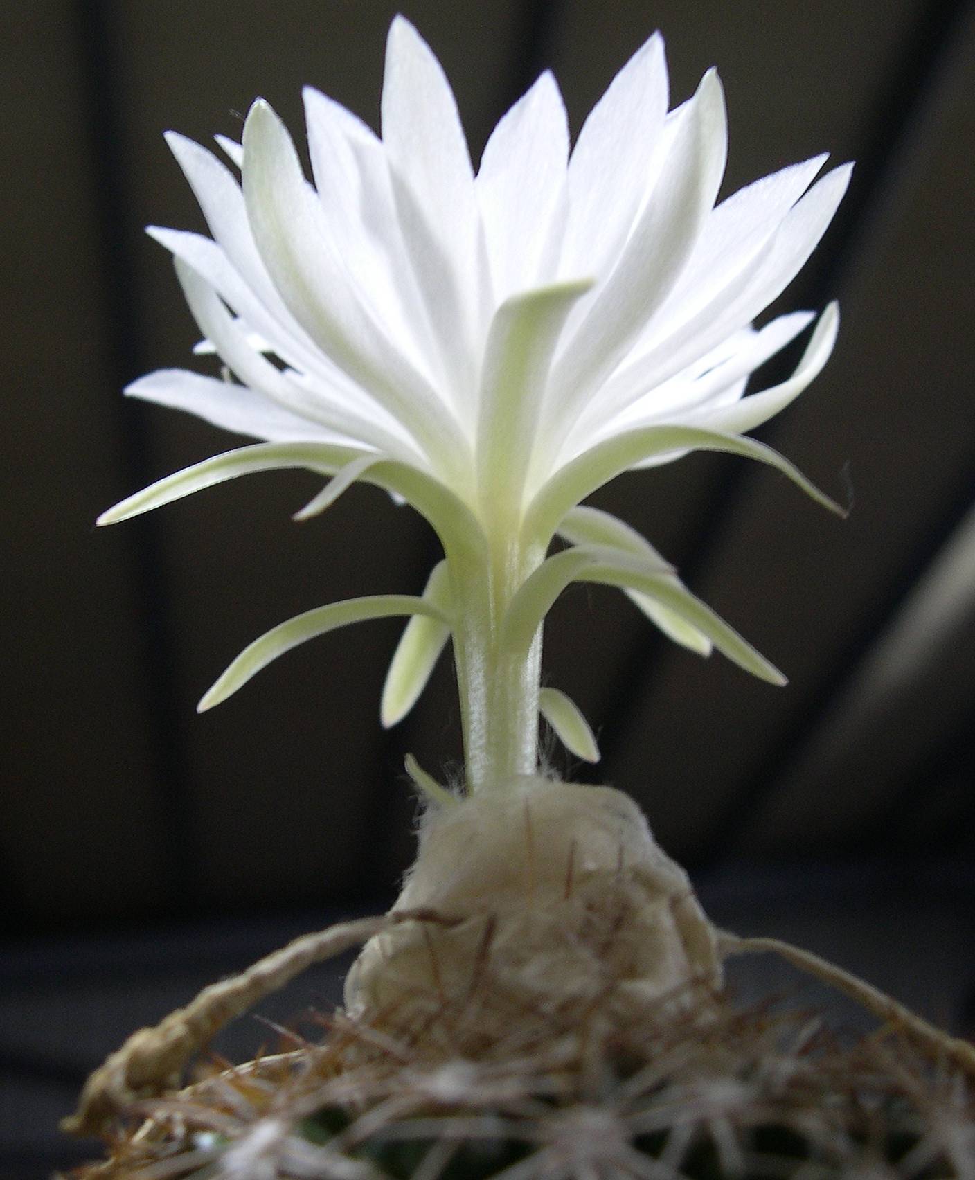 夜開的花