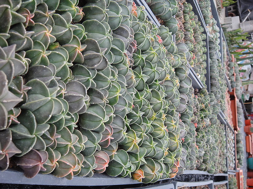 按此在新視窗瀏覽圖片