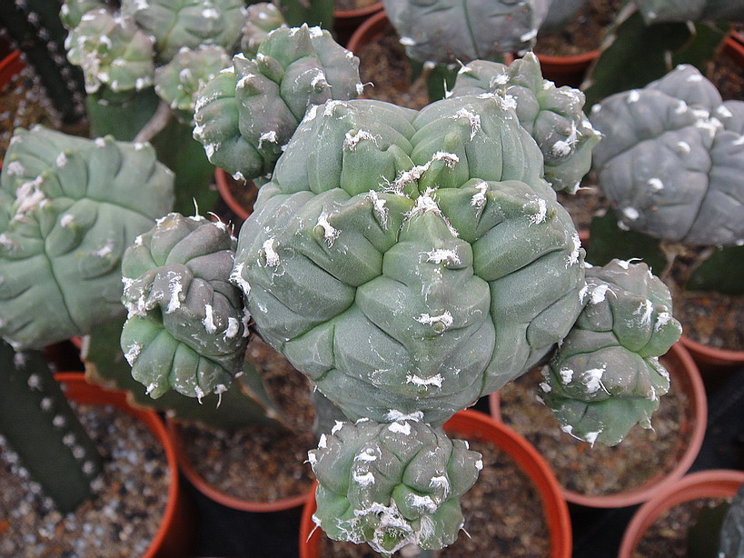 按此在新視窗瀏覽圖片