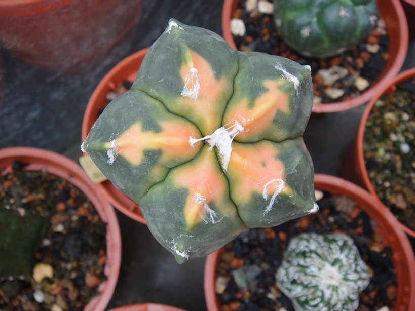 按此在新視窗瀏覽圖片