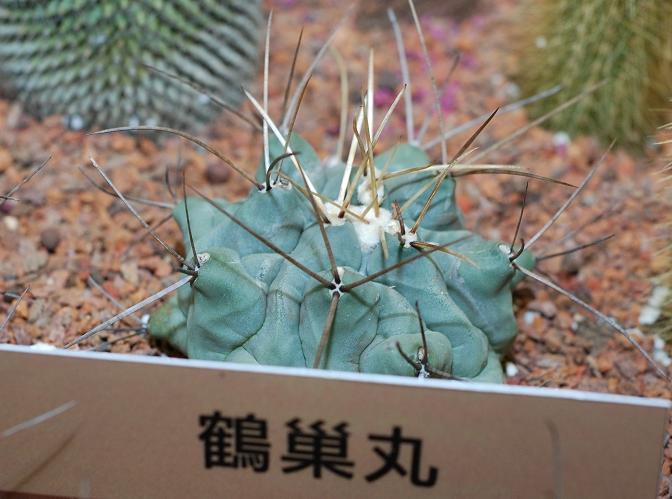 按此在新視窗瀏覽圖片