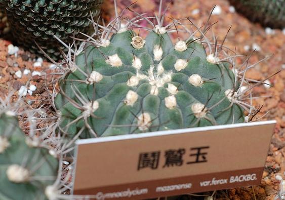 按此在新視窗瀏覽圖片