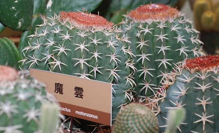 按此在新視窗瀏覽圖片