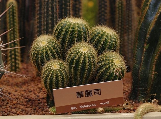 按此在新視窗瀏覽圖片