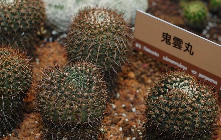 按此在新視窗瀏覽圖片