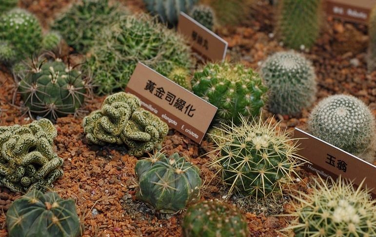按此在新視窗瀏覽圖片