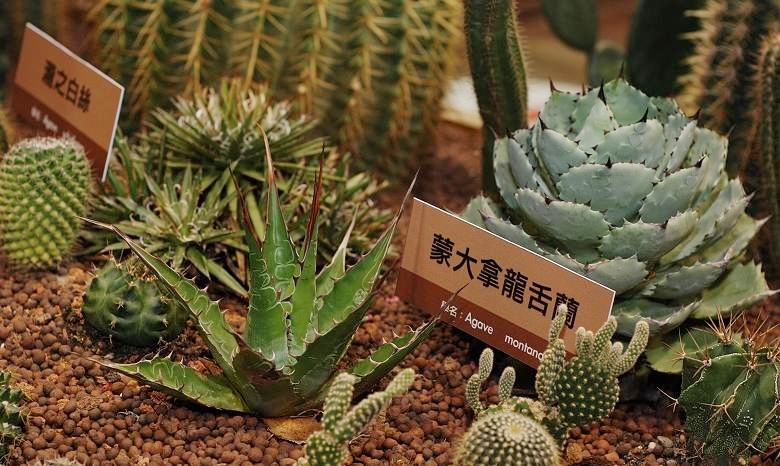 按此在新視窗瀏覽圖片