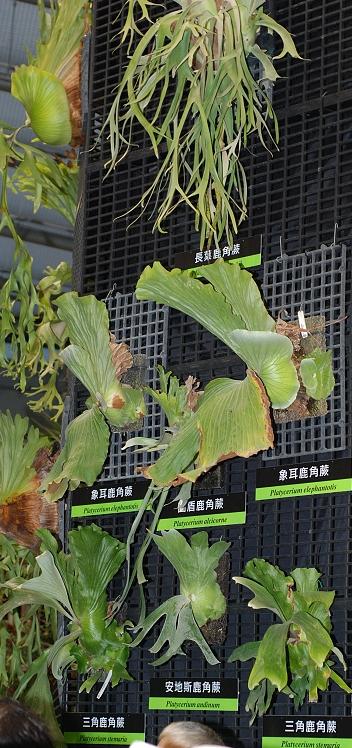 按此在新視窗瀏覽圖片