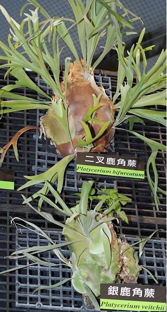 按此在新視窗瀏覽圖片