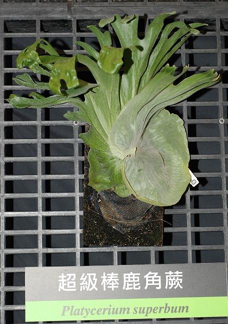 按此在新視窗瀏覽圖片