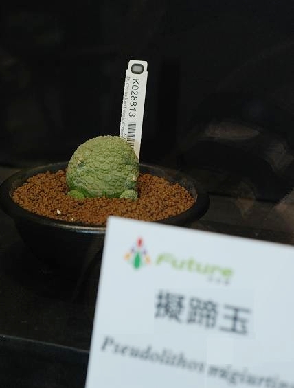 按此在新視窗瀏覽圖片