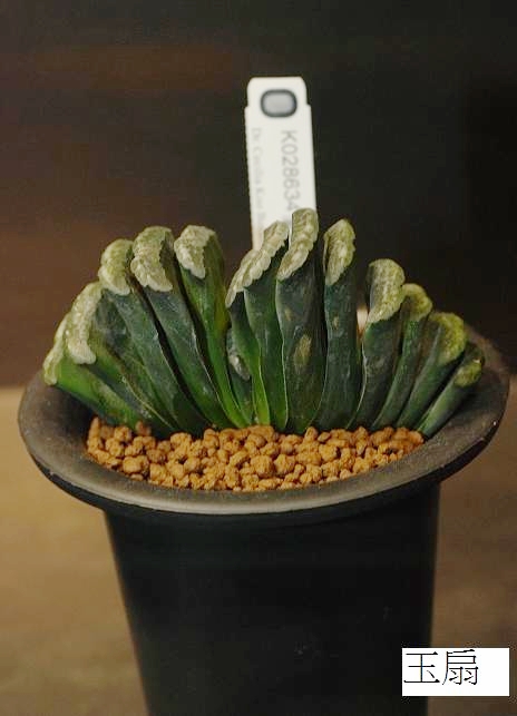 按此在新視窗瀏覽圖片