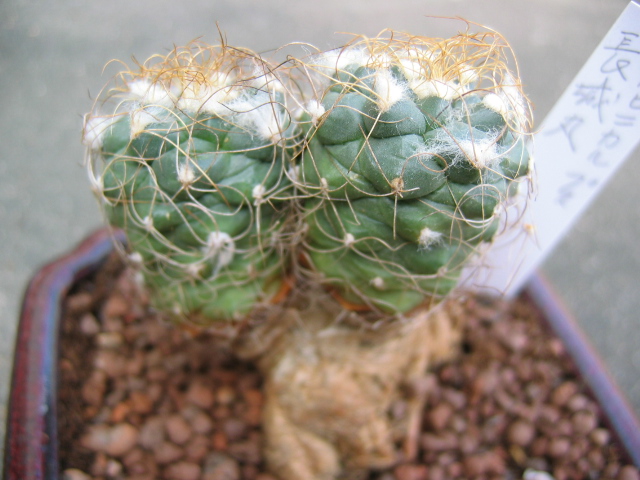 «ö¦¹¦b·sµøµ¡ÂsÄý¹Ï¤ù