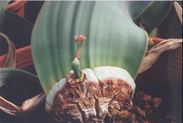奇想天外welwitschia Mirabilis 開花