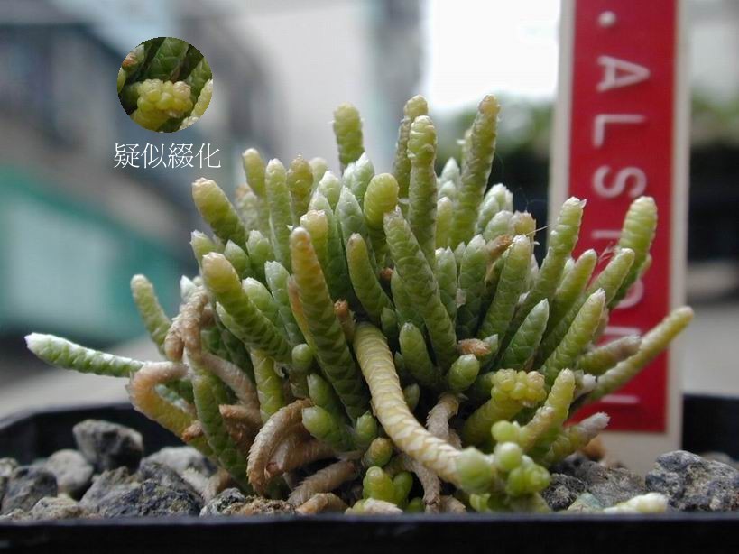 «ö¦¹¦b·sµøµ¡ÂsÄý¹Ï¤ù